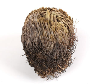 ROSE OF JERICHO